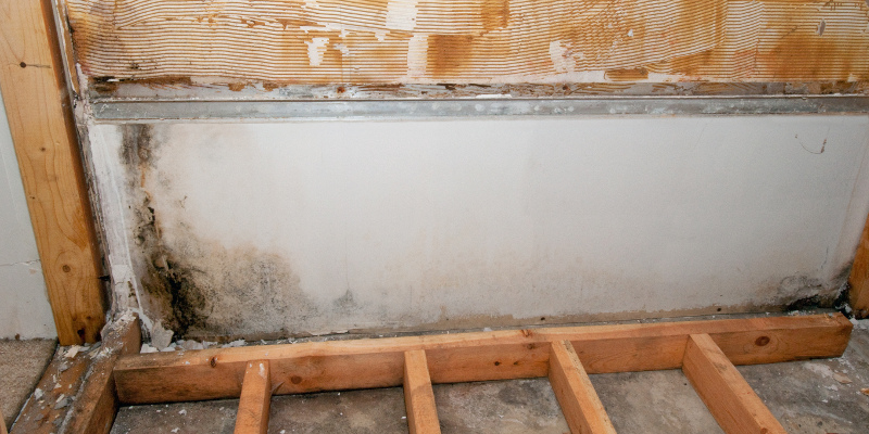 Mold Inspection in Belmont, North Carolina