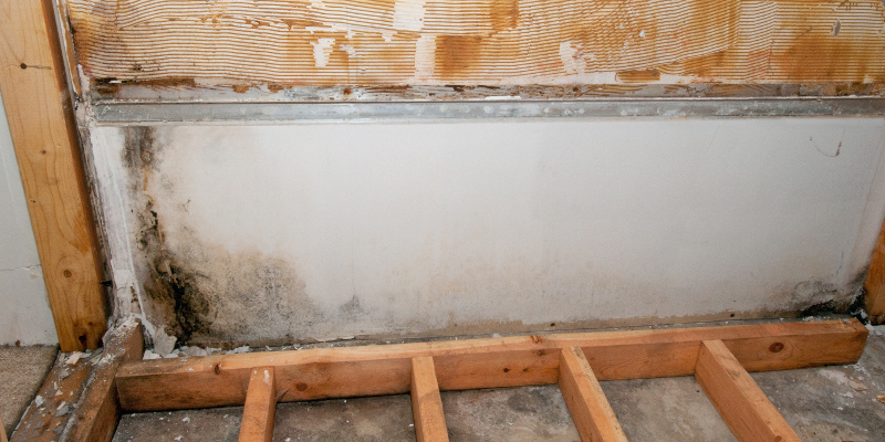 Mold Inspection in Denver, North Carolina