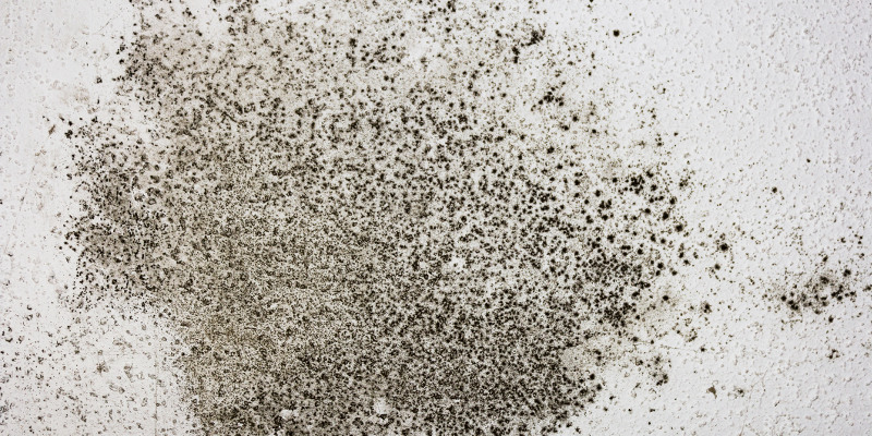 Mold in House in Conover, North Carolina