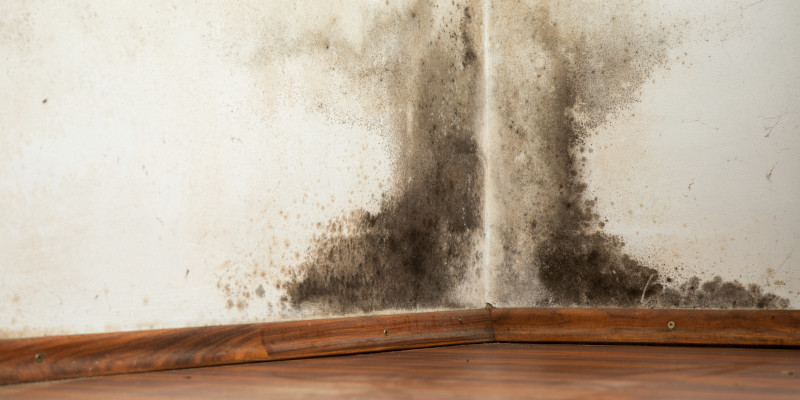 Mold Remediation in Conover, North Carolina