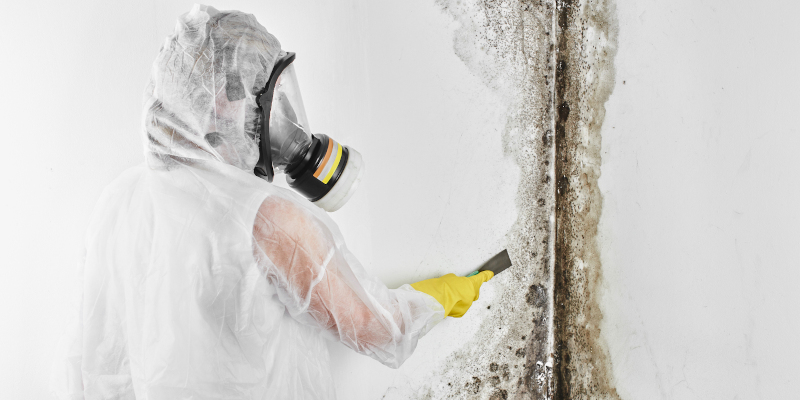 Mold Removal Companies in Belmont, North Carolina