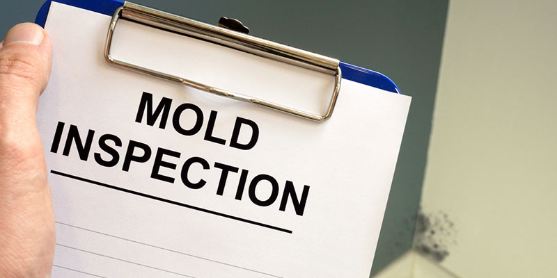 How to Determine if You Need a Mold Inspection