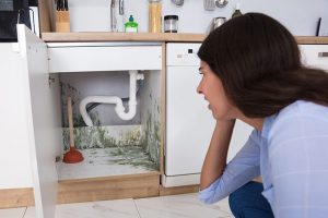 Reasons That You Need a Mold Inspection